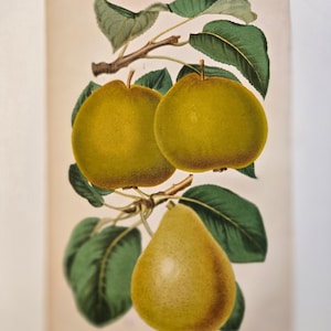 1877年 洋ナシのクロモリトグラフ – C.T.ローゼンバーグによるアンティーク植物画 – The Florist & Pomologist のヴィンテージフルーツイラスト