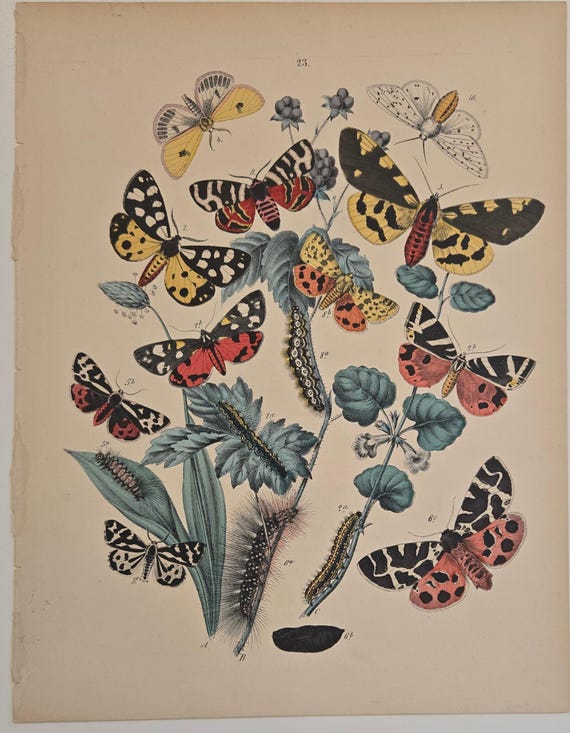 始祖蝶 Ancester's Butterfly 【肉筆絵画】 始祖蝶 Ancester's