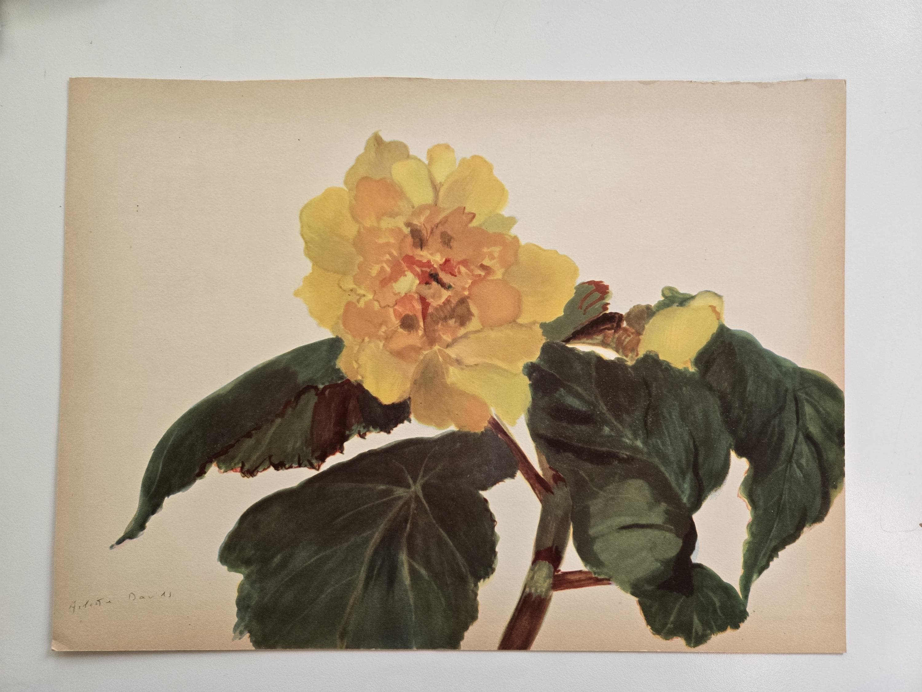 Vintage Botanical Prints 1940s from Paris, France Begonia Arlette Davis Vintage Flower Print