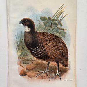 Antique Bird colored engraving - Gamebird Victorian plate form England 1890s William Robert Ogilvie-