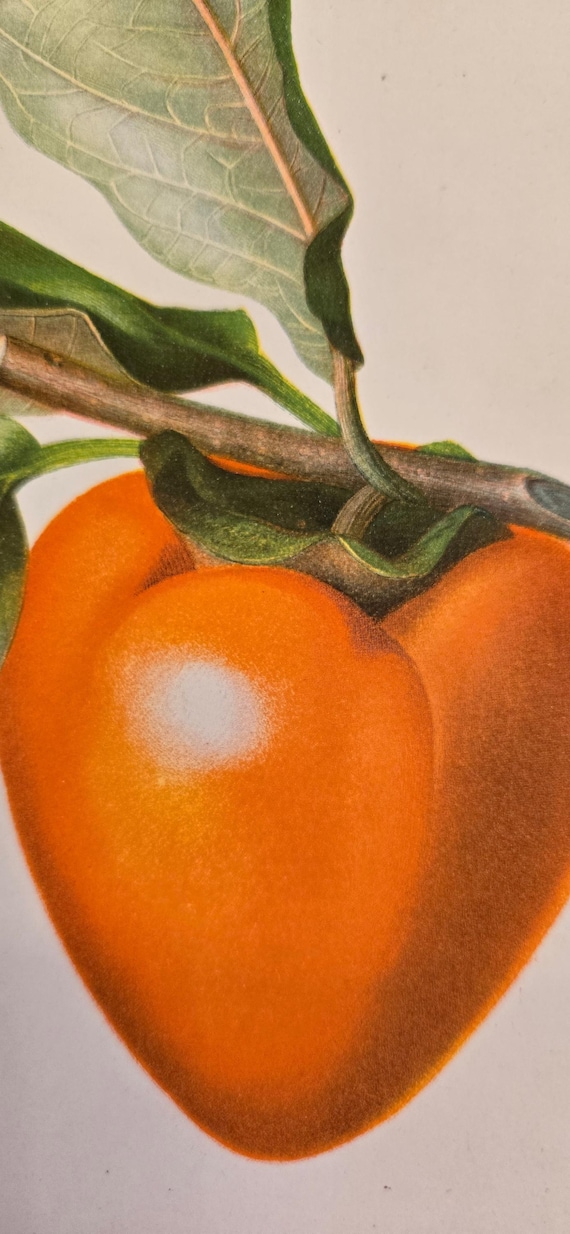 1892 Persimmon Print – Antique USDA Pomology Chromolithograph