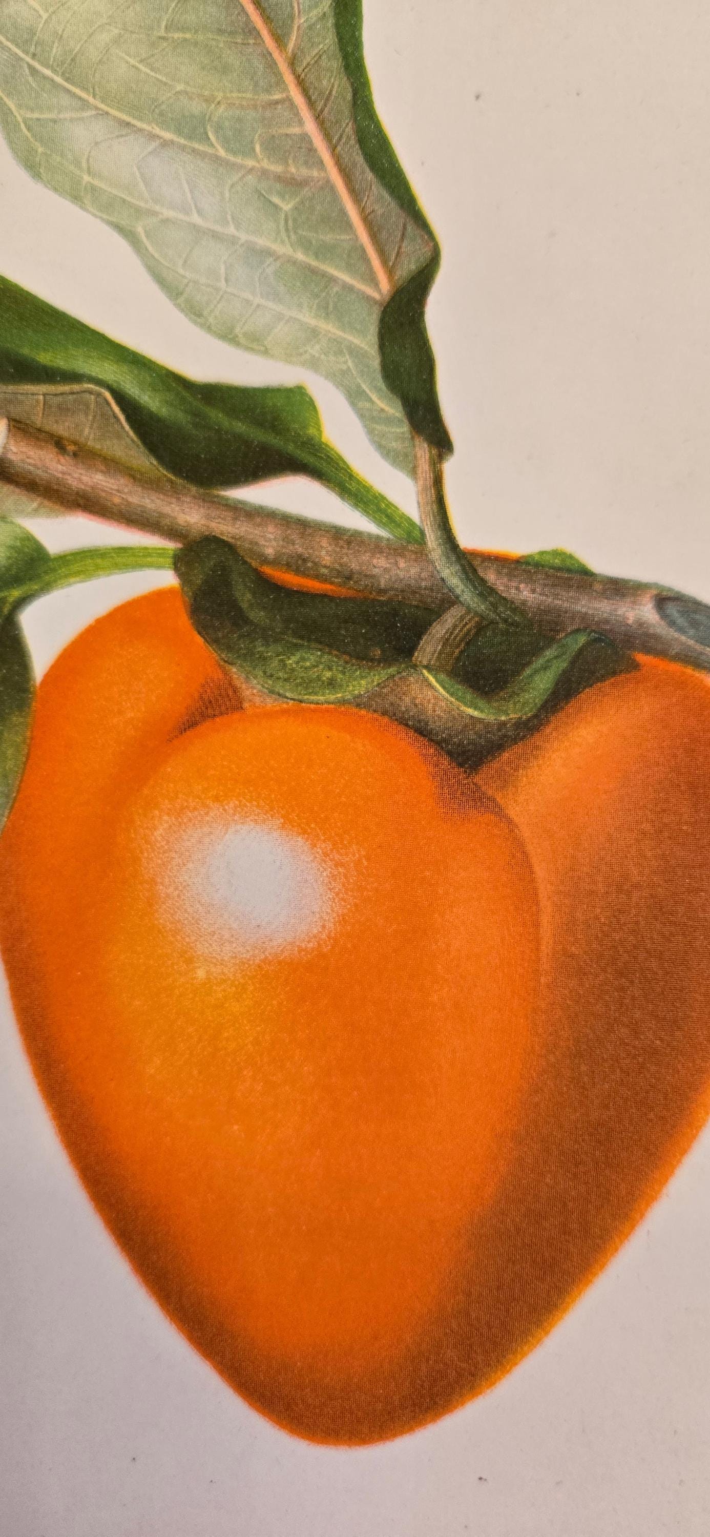 1892 Persimmon Print – Antique USDA Pomology Chromolithograph
