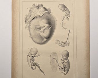 1906年アンティーク解剖学 - リトグラフ • オリジナルアンティーク版画