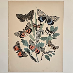 1882 Butterfly Engraving – European Moths & Butterflies by W.F. Kirby – Antique Hand-Colored Natural History Print - Butterfly Art