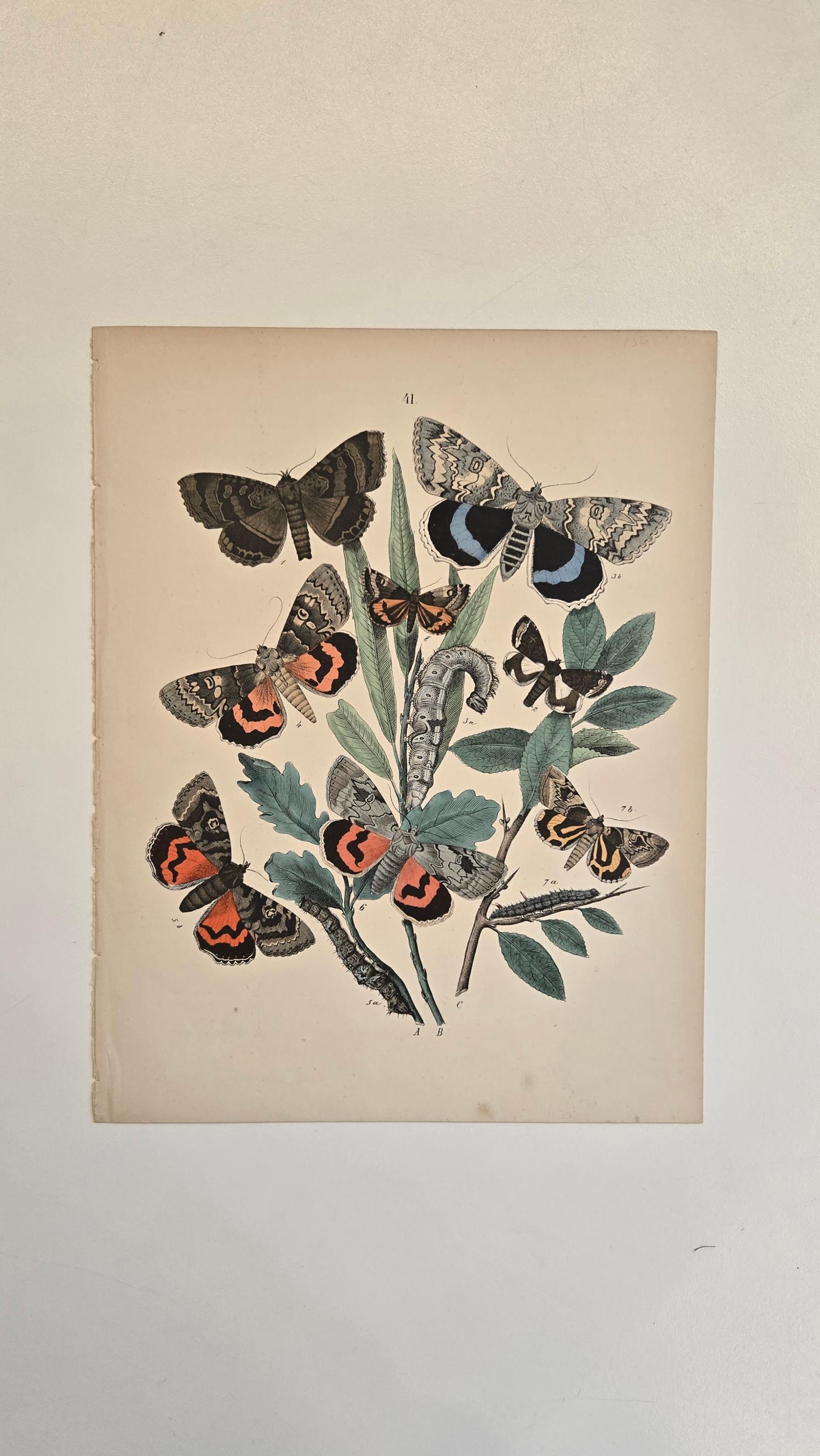 1882 Butterfly Engraving – European Moths & Butterflies by W.F.