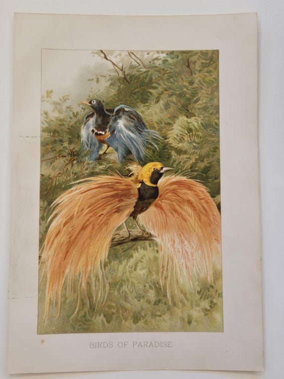 1890's Original Color Print - Birds of Paradise - Natural History