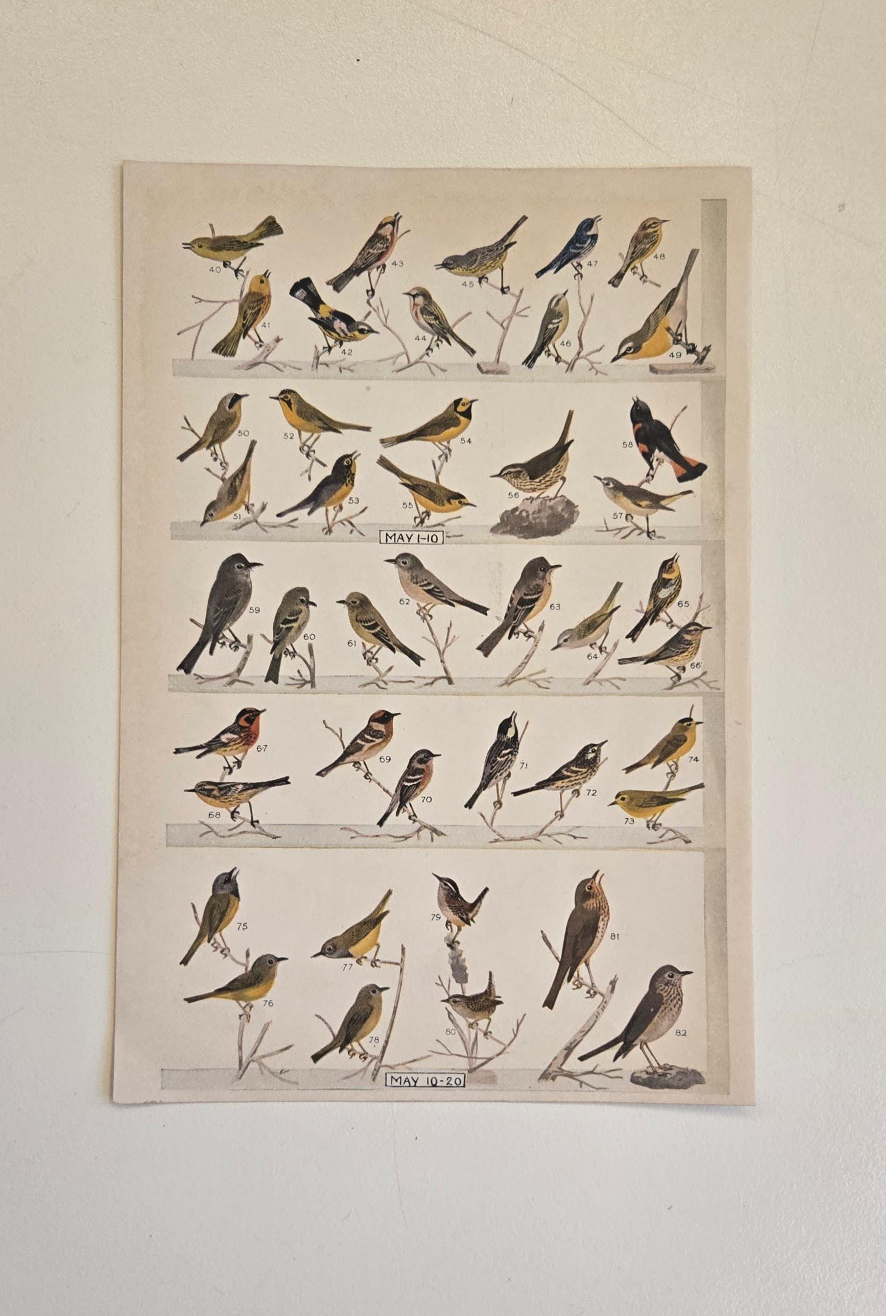 1940s Bird Migration Chart Print – Edmund J. Sawyer Ornithology