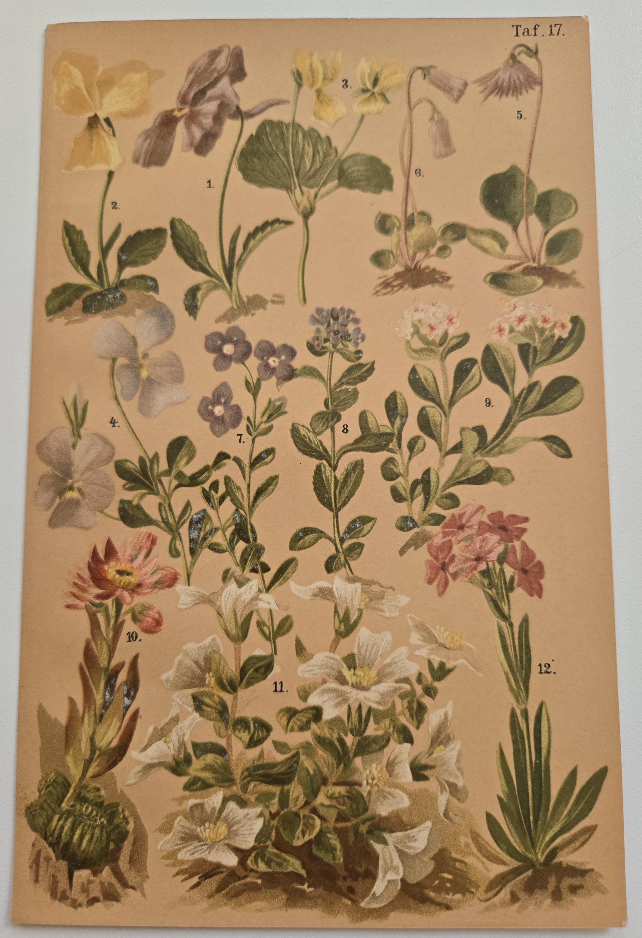 Rare 1890's Botanical Original Chromolithograph Alpine Flowers