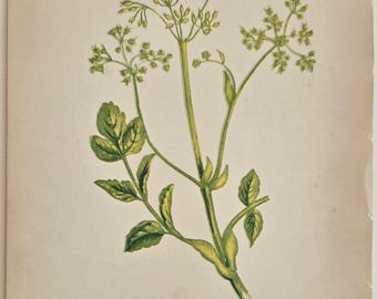 May include: An antique botanical illustration of Common Wild Parsnip. The image features a detailed drawing of the plant with green leaves and stems, and small yellow-green flower clusters. The text "COMMON WILD PARSNIP" is printed at the bottom of the image.