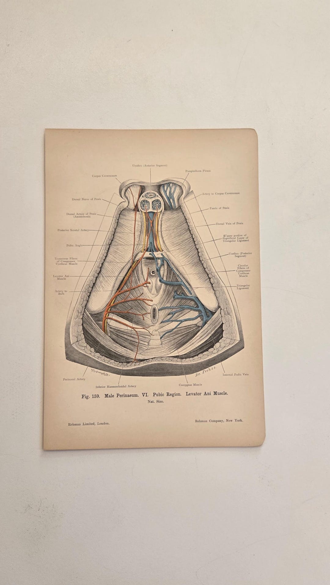 1906 Antique Anatomy - Lithograph • Original Antique Prints • Human ...