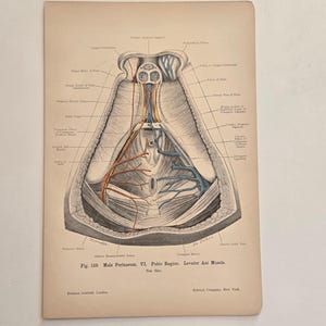 1906 antique anatomy - lithograph • original antique prints •  human anatomy • medical illustration - Antique German Woodcut