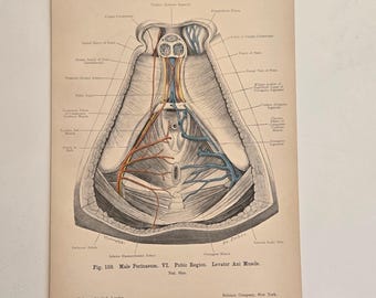 アンティーク解剖学プリント - 人間の四肢の断面図 | 1909年 手彩色