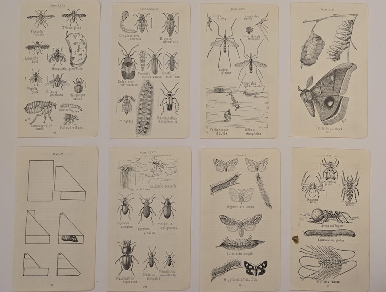 May include: Eight vintage entomology flashcards featuring detailed black and white illustrations of various insects, including butterflies, spiders, and beetles. Each card displays multiple insect species with scientific names, offering a glimpse into historical scientific study.
