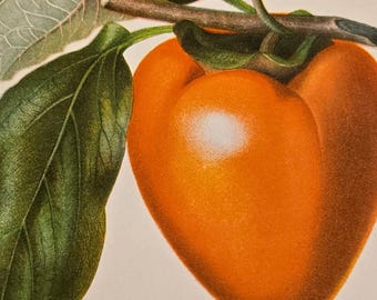 1892 Persimmon Print – Antique USDA Pomology Chromolithograph