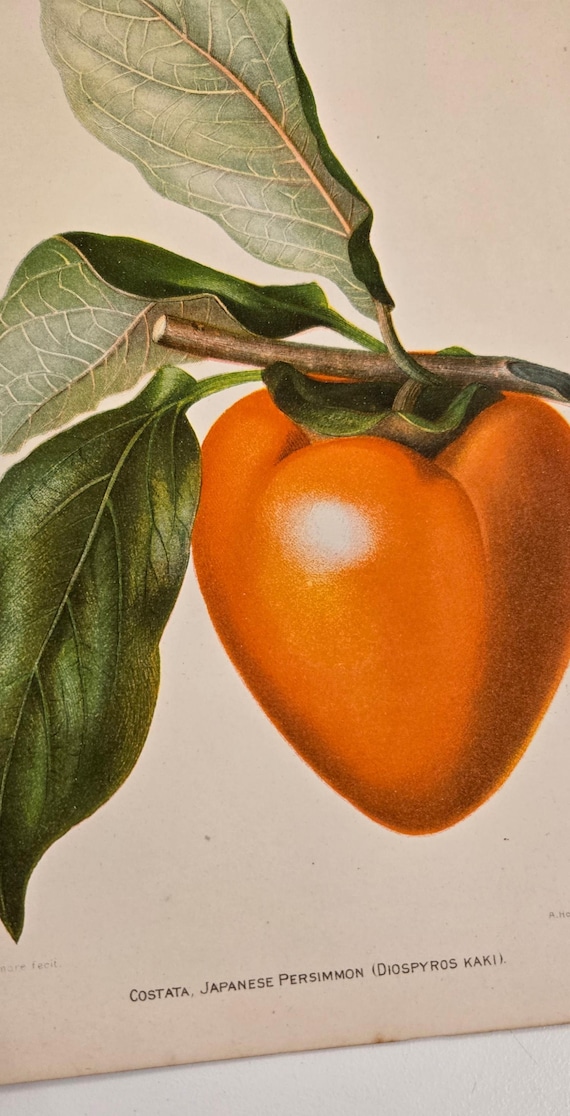 1892 Persimmon Print – Antique USDA Pomology Chromolithograph