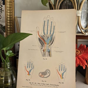 1906 antieke anatomie - lithografie • originele antieke prenten • menselijke anatomie • medische illustratie - antieke Duitse houtsnede - vrouwelijke anatomie