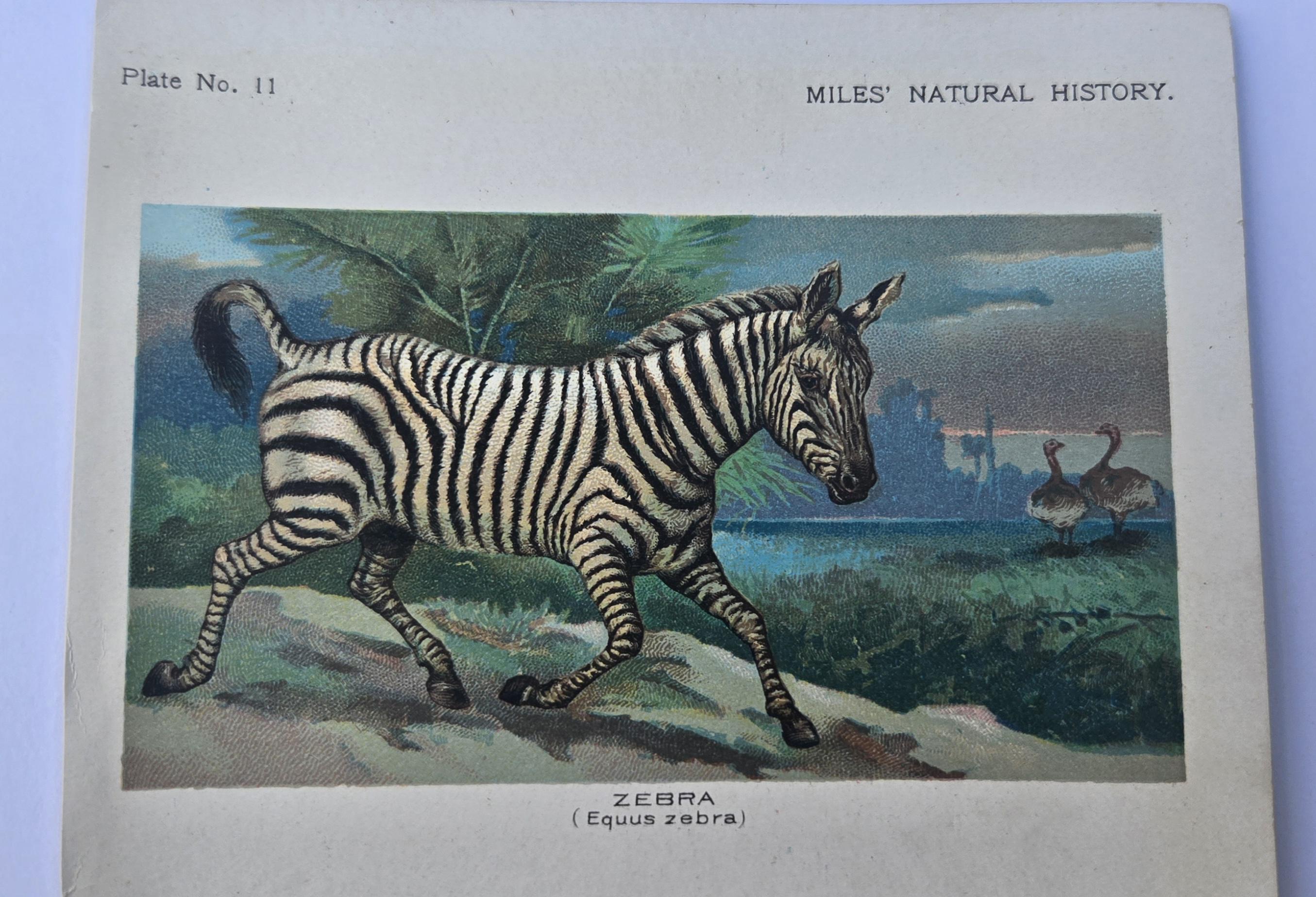 洋書 CLASSIC NATURAL HISTORY PRINTS MAMMALS Vintage Classic