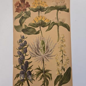 Rare 1890&#39;s Botanical Original chromolithograph Alpine Flowers from Zurich, Switzerland 1800&#39;s antique flower art original