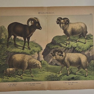 1886 Antique Print – Mouflon, Domestic Sheep,  Merino -  Schubert German Natural History Folio Engraving, Vintage Wall Art - Original