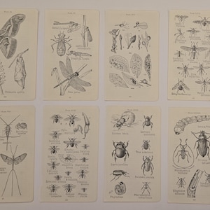 May include: Eight rectangular off-white cards featuring black ink scientific illustrations of various insects, larvae, and plant life. Each card displays detailed drawings with Latin labels and plate numbers, showcasing biological specimens in a grid layout.