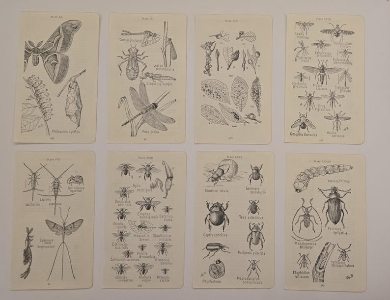 May include: Eight rectangular off-white cards featuring black ink scientific illustrations of various insects, larvae, and plant life. Each card displays detailed drawings with Latin labels and plate numbers, showcasing biological specimens in a grid layout.
