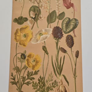 Rare 1890&#39;s Botanical Original chromolithograph Alpine Flowers from Zurich, Switzerland 1800&#39;s antique flower art original