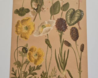 Rare 1890&#39;s Botanical Original chromolithograph Alpine Flowers from Zurich, Switzerland 1800&#39;s antique flower art original