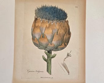 1793 Botanical Print – Cynara Scolymus by Woodville & Sowerby – Antique Globe Artichoke Illustration - Original Antique Botanical - 18th C.