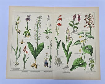 Large Antique Orchid Folio, Lady's Slipper and Vanilla Lithograph, Willkomm & Schubert 1870s Double Page Print, German Botanical Art