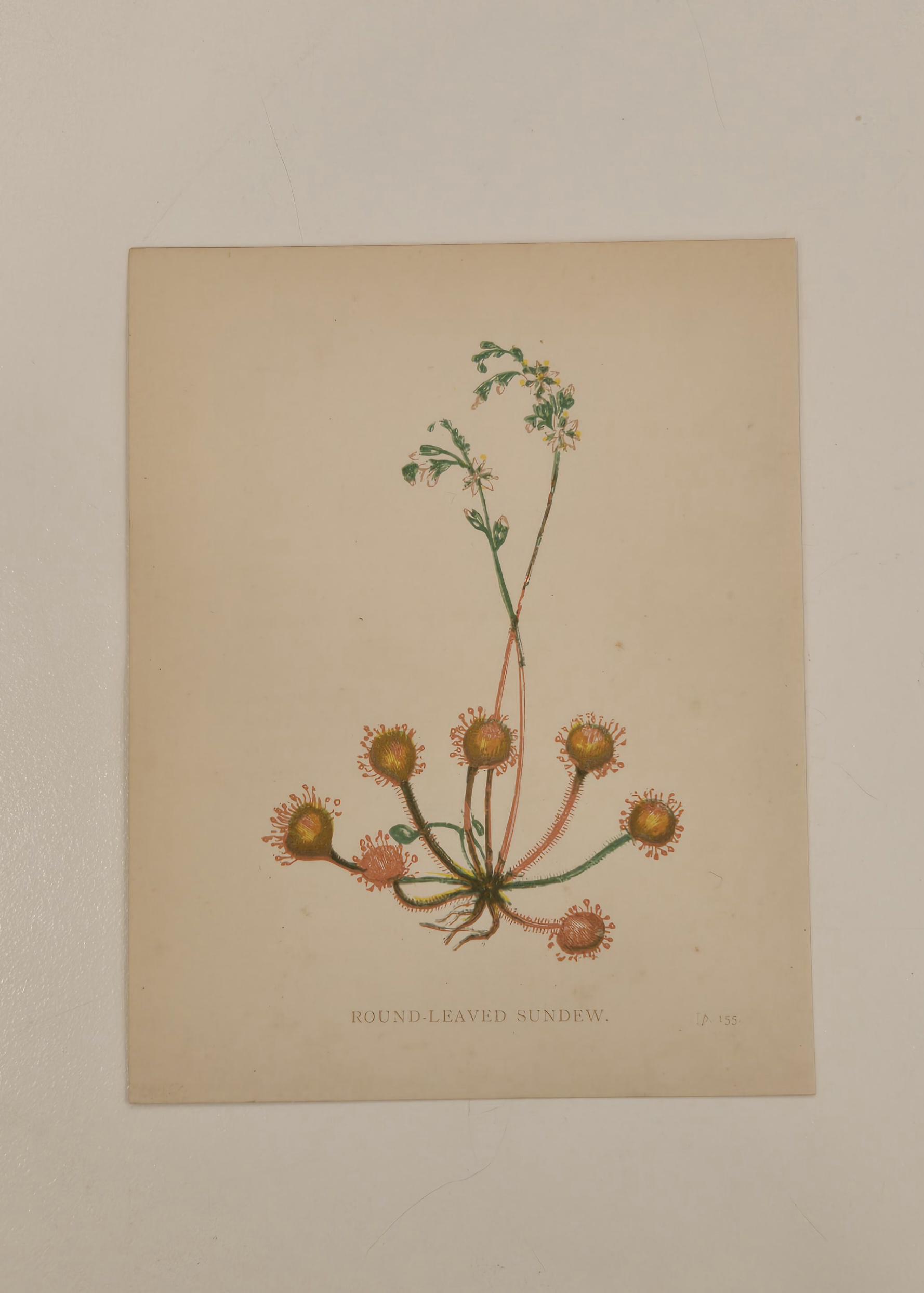 1902 Ann Pratt Botanical Print – ROUND-LEAVED SUNDEW