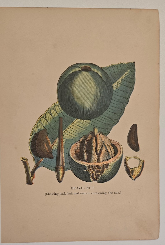 1886 - BRAZIL NUT - Botanical Print - Grocers' Handbook - Artemas