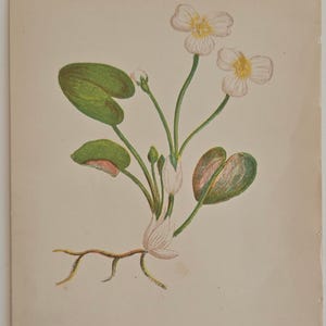 Op de afbeelding: Een vintage botanische illustratie van de Common Frogbit-plant. De afbeelding toont witte bloemen met gele centra, groene en roodachtige bladeren en een wortelstelsel. De tekst "COMMON FROGBIT" staat onderaan afgedrukt.