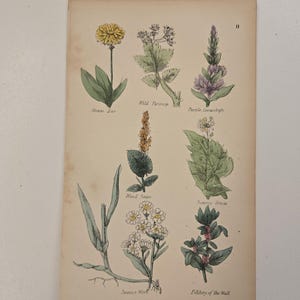 Rzadki botaniczny oryginał z lat 50. XIX wieku, oryginalna ręcznie kolorowana grawerka autorstwa Nicholasa Culpepera, ziołolecznictwo angielskie, rośliny lecznicze, brytyjskie zioła