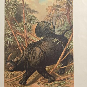 1898 Original Color Lithograph Wood Natural History print, antique, nature, art, decor,Zoology, Chromolithograph, Rhino, Rhinoceros, Woods