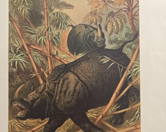 1900年 オリジナル アンティーク クロサイ 絶滅危惧種 オリジナル版画