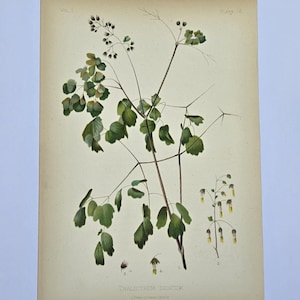 May include: Vintage botanical print featuring a detailed illustration of Thalictrum dioicum, showcasing green leaves and delicate stems. The print is on aged paper with the text "Vol. 1" and "Plate 12".
