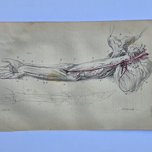 1846 Antique Anatomy Engraving Hand Colored Arm Arterial System Medical Print C. Bell D. Edwin Plate VI