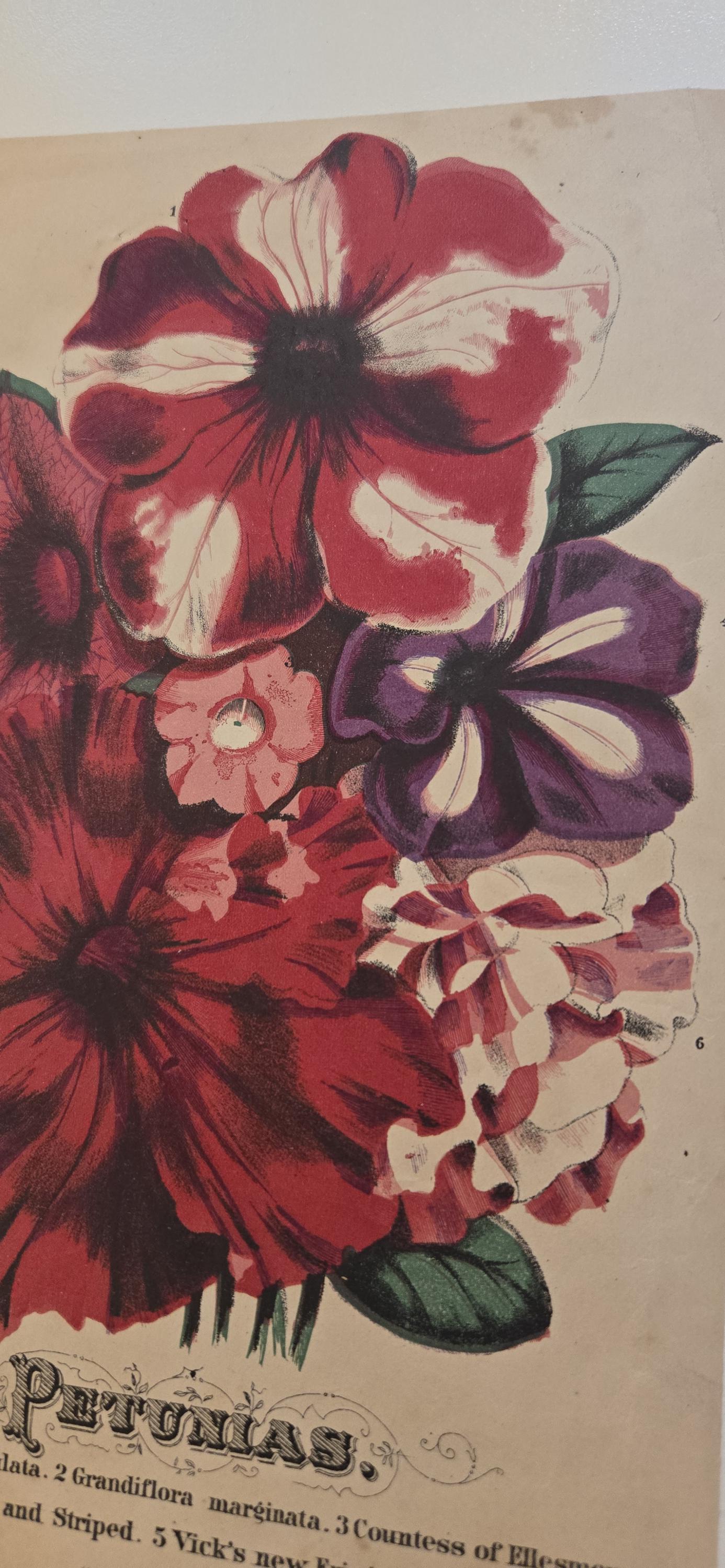 Antique 19th Century Petunia Chromolithograph – Victorian