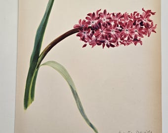 Vintage Botanical Prints 1940s from Paris, France Hyacinth Arlette Davis Vintage Flower Print