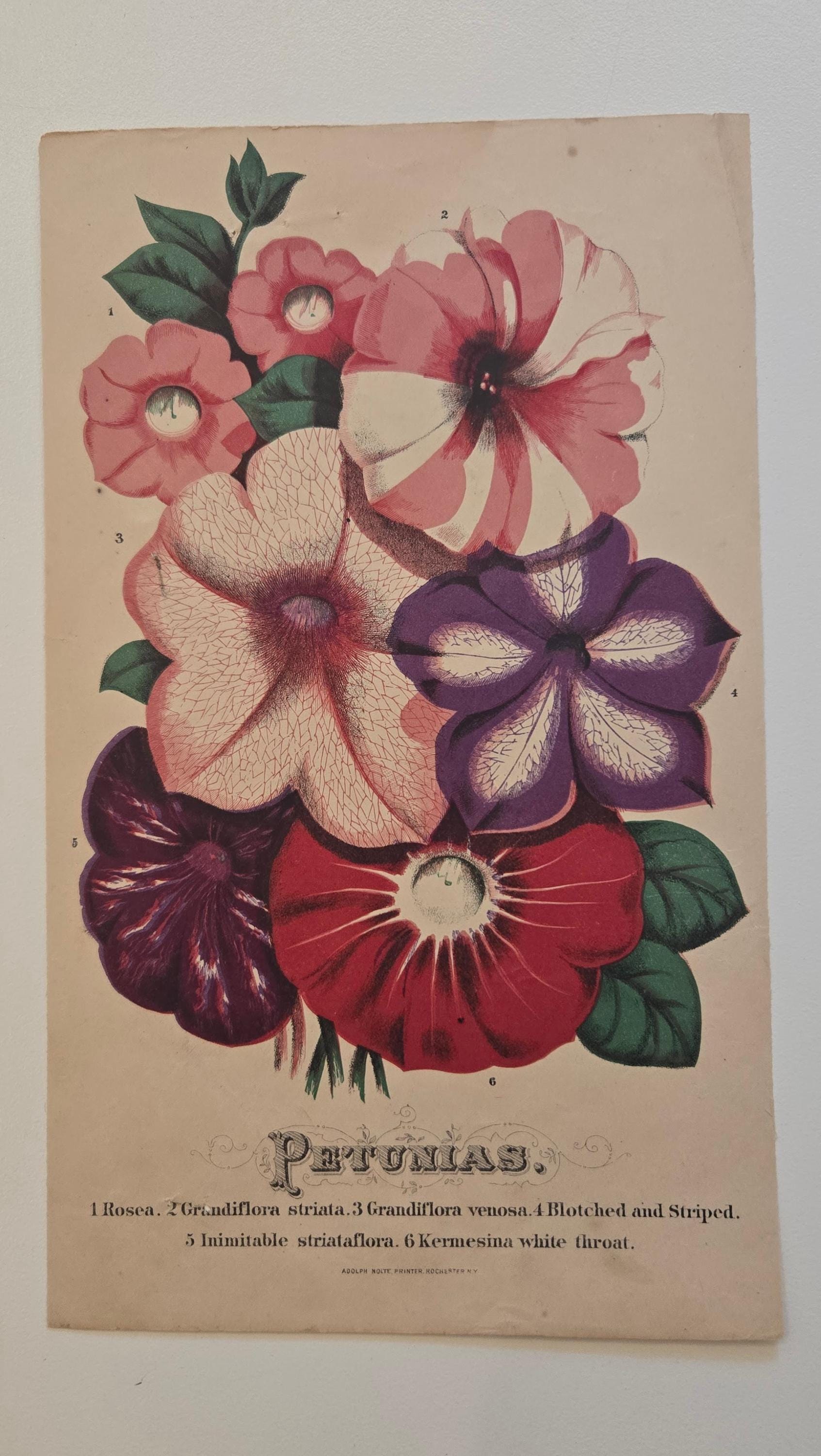 F10♡フラワー♡ブーゲンビリア♡インテリア♡絵♡絵画♡roxy Antique 19th Century Petunia Chromolithograph – Victorian