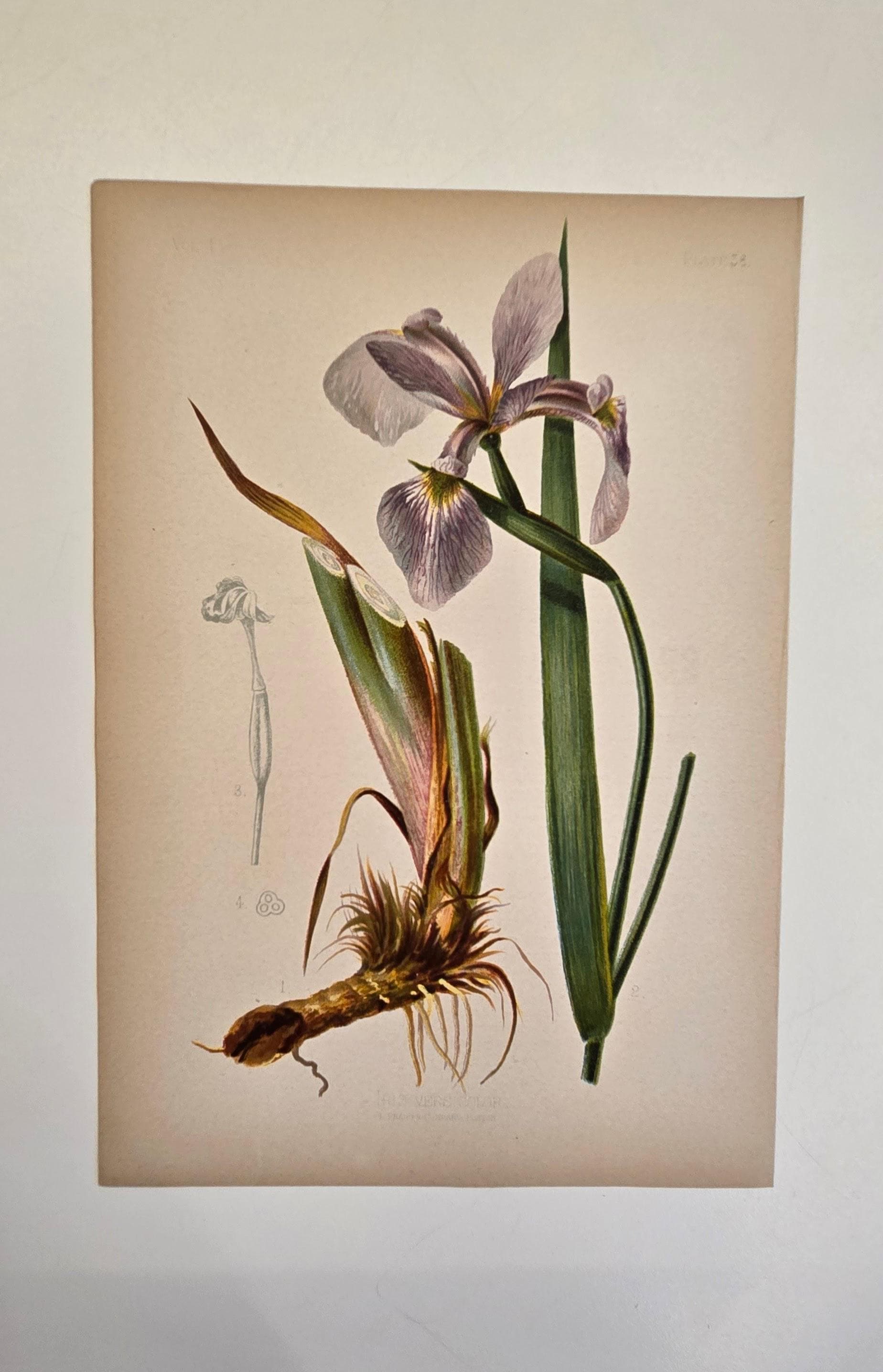 Iris versicolor - Etsy 日本