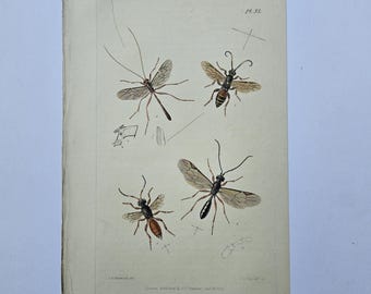Antike Insektenstichplatte von 1835, XL-Illustrationen der britischen Entomologie, handkolorierter Hautflügler-Druck von Westwood