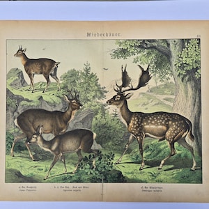 Könnte beinhalten: Vintage-Druck mit detaillierten Illustrationen von Hirschen in einer natürlichen Landschaft. Das Kunstwerk zeigt verschiedene Hirscharten, darunter einen gefleckten Damhirsch, vor dem Hintergrund von Bäumen und grasbewachsenem Gelände. Der Druck hat ein klassisches, gealtertes Aussehen.
