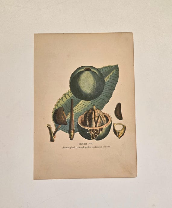 1886 - BRAZIL NUT - Botanical Print - Grocers' Handbook - Artemas