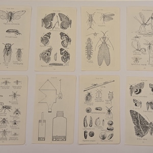 Antique 1921 Insect Prints, Frank Lutz Entomology, American Museum Natural History, Entomology Illustration, Choice of Collection Collection 4