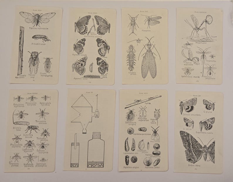 Antique 1921 Insect Prints, Frank Lutz Entomology, American Museum Natural History, Entomology Illustration, Choice of Collection Collection 4