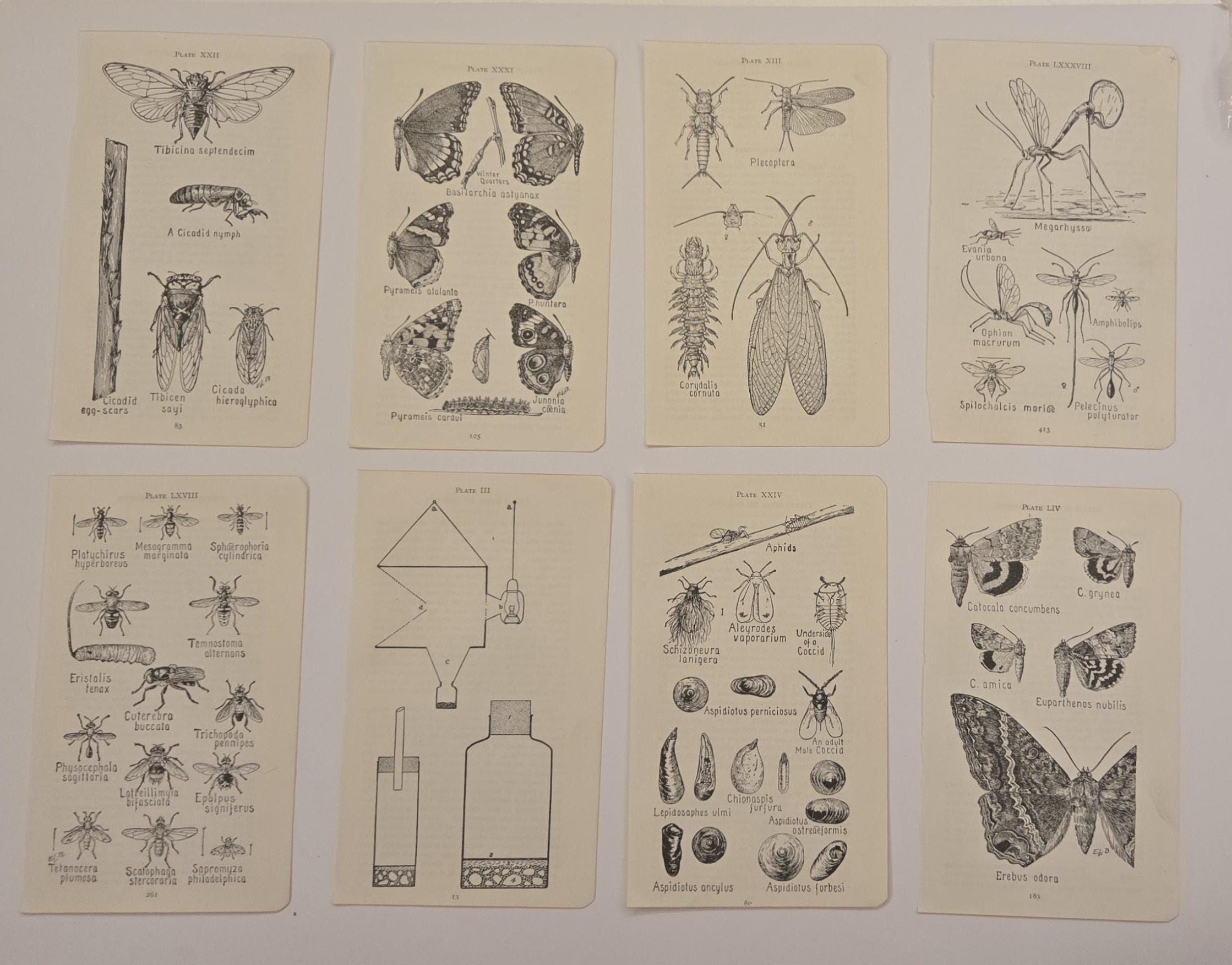 Frank Insects Antique 1921 Insect Prints, Frank Lutz Entomology, American Museum ...