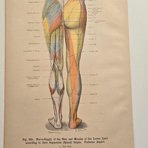 1906 antieke anatomie - lithografie • originele antieke prenten • menselijke anatomie • medische illustratie - antieke Duitse houtsnede - mannelijke anatomie