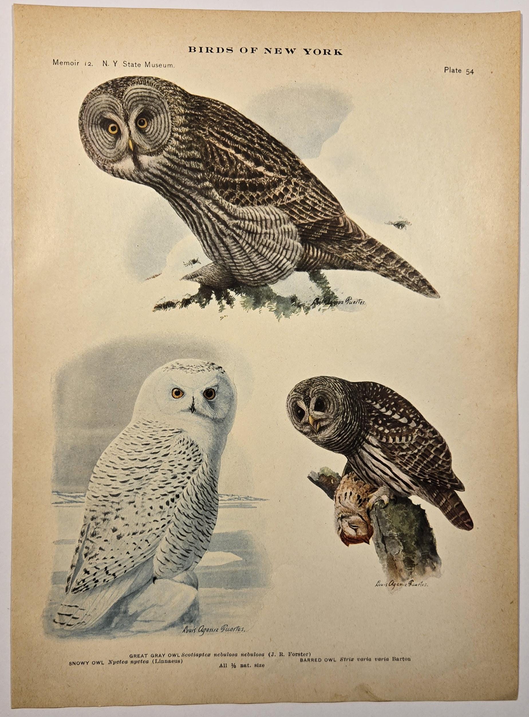 Vintage Owl Print 1916 New York Museum Antique Ornithology Art Louis Agassiz Fuertes, Great Gray Owl