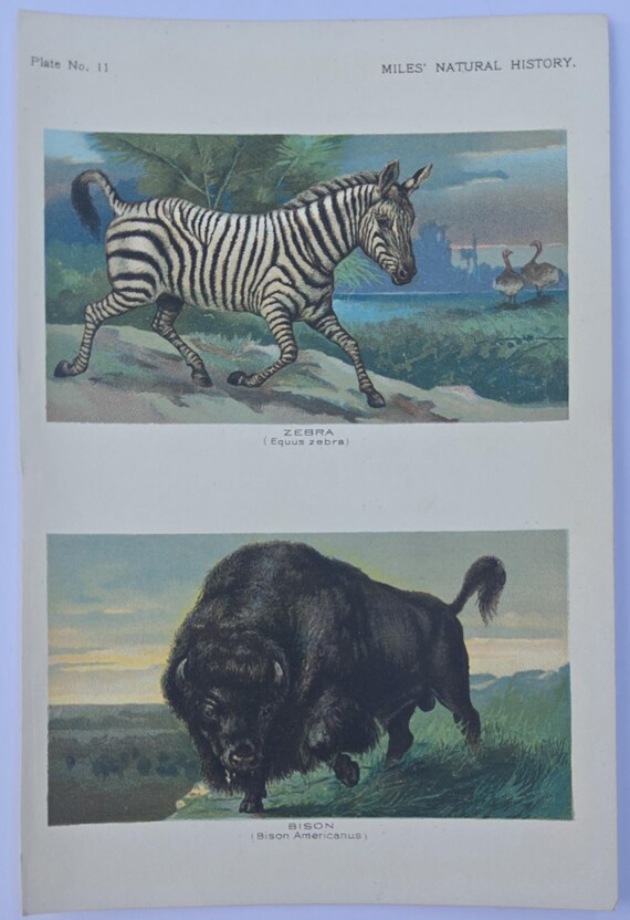 Antique 1907 Natural History Print - Zebra, Buffalo - Color